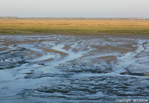 Figuur 15. Moddervlakten op het wad onder Spiekeroog met een bruine kleur door bedekking met diatomeeën (foto: De Leeuw). 6.1.2 Waterveiligheid Diatomeeënmatten hebben door hun vastleggende werking een effect op de sedimenthuishouding, maar dit effect is seizoensgebonden en tijdelijk (De Deckere, 2003).