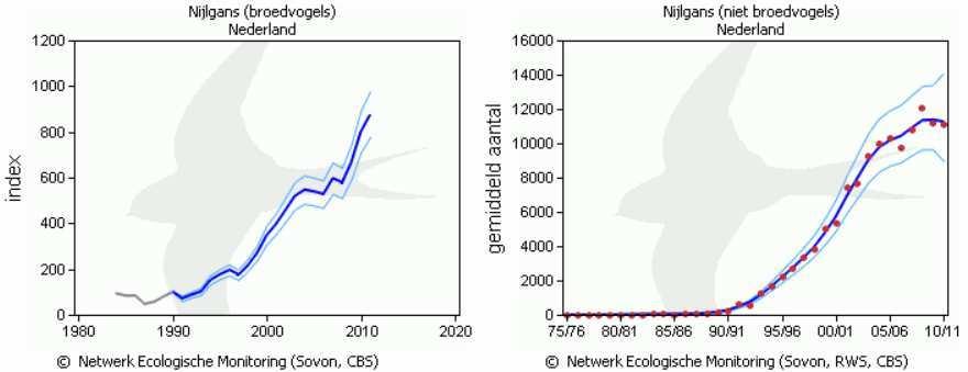 Fig. 2. Aantalverloop van nijlgans (linker figuur populatie-index broedvogels (BMP) en rechterfiguur gemiddeld aantal niet broedvogels (watervogelmeetnet)) in Nederland.