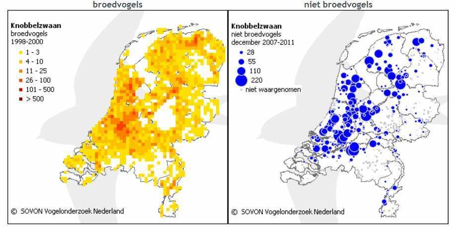 2 Aantal en verspreiding Landelijk Figuur 1 toont het gemiddeld aantal broedparen knobbelzwanen in Nederland in de periode 1998-2000 en de gemiddelde aantallen doortrekkers/wintervogels (niet