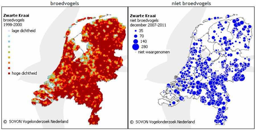 Fig. 1 Dichtheid broedvogels in de periode 1998-2000 Bron: Sovon: Atlas van de Nederlandse Broedvogels (2002), en aantal waargenomen niet-broedvogels zwarte kraai in december 2007-2011 (SOVON: Punt