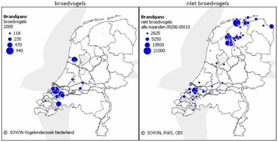 Fig. 1 Gemiddeld aantal broedvogels (zomerganzenproject 2005) en niet-broedvogels brandgans (watervogelmeetnet) in Nederland in 2005, resp. gemiddeld over alle maanden 2005/06 tot 2009/10.