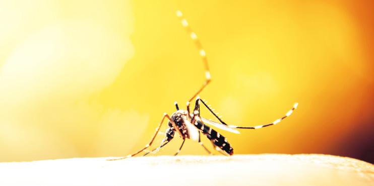 Muggen-overdraagbare virussen De huid is het grootste orgaan en doorgaans een effectieve barrière tegen ziekteverwekkers uit onze leefomgeving.