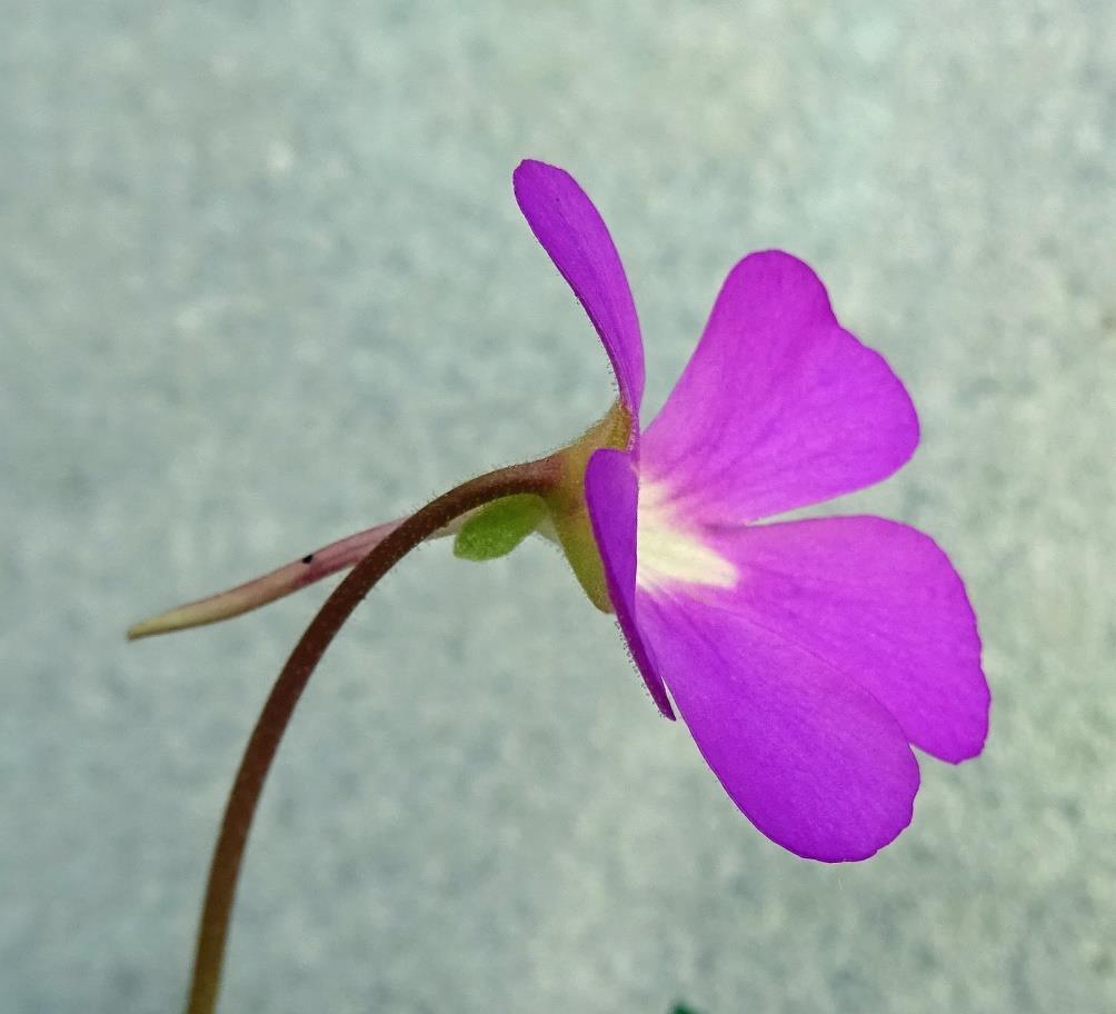 Jaargang 1 nummer 4, april 2016 Pinguicula in maart 2016 in bloei in