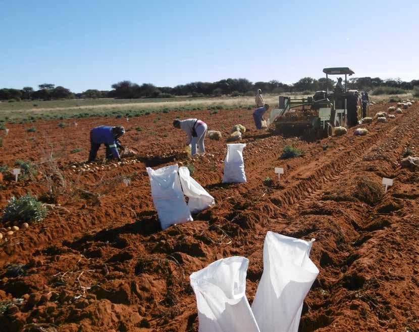 Noord-Kaap kultivarproef onder besproeiing op Douglas in 216 André Prins (GWK), Chantel du Raan en Herman Haak (Aartappels Suid-Afrika) Die Noord-Kaap produksiestreek produseer sowat 3% van die