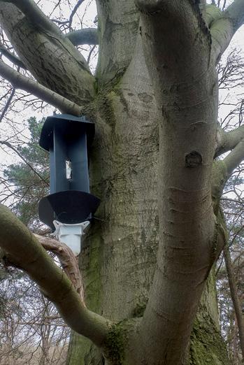 Enkele soorten zijn geassocieerd met Scolytinae en worden aangetroffen in de gangen van deze kevers.