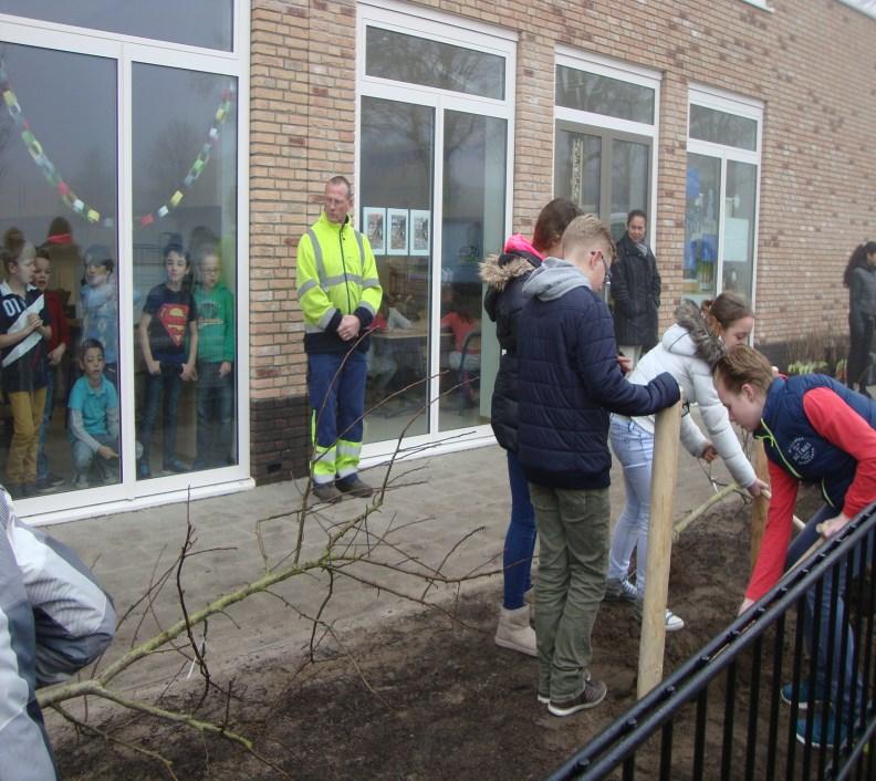 Terugblik boomfeestdag Afgelopen week heeft groep 8 samen met medewerkers van de gemeente een aanzienlijke hoeveelheid bomen geplant op en om de school.