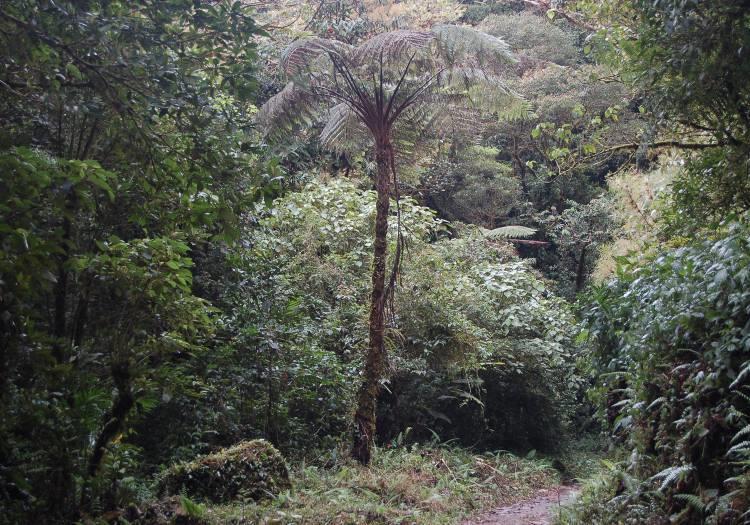 Wandelen in het nevelwoud Monteverde Het meest bekende natuurgebied van Costa Rica ligt op slechts 30 km van Casa Pura Vida.
