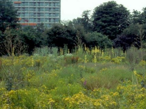 De Oplossing: Ontheffing Tijdelijke Natuur 3.