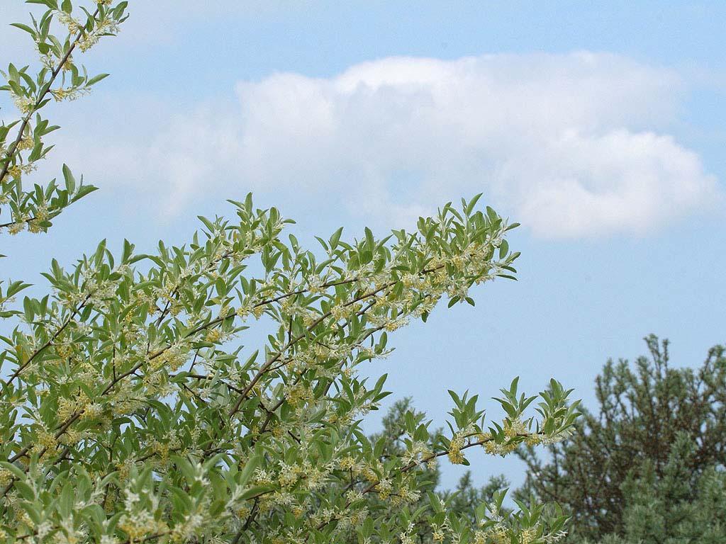 Foto 12: bloeiende langstelige olijfwilg valt erg op in het voorjaar.