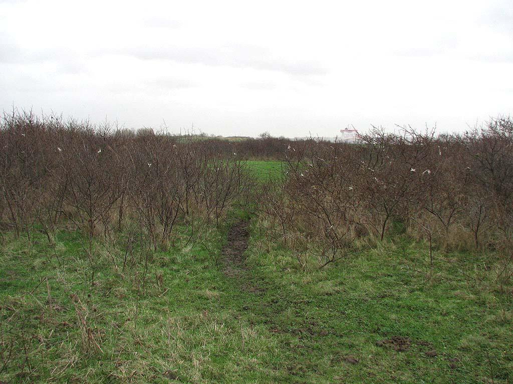 3.1 Locatie K Foto 17: de kleine duindoornbosjes groeien steeds verder aan elkaar, zodat nu runderpaadjes ontstaan van het ene bloemrijke grasland naar het andere.