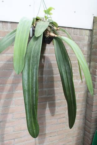 Phalaenopsis kan ook bladeren krijgen van ook wel meer dan 60 cm lang en die lijken dan sterk op deze Bulbo (of andersom). Synoniemen voor deze plant zijn mij niet bekend.