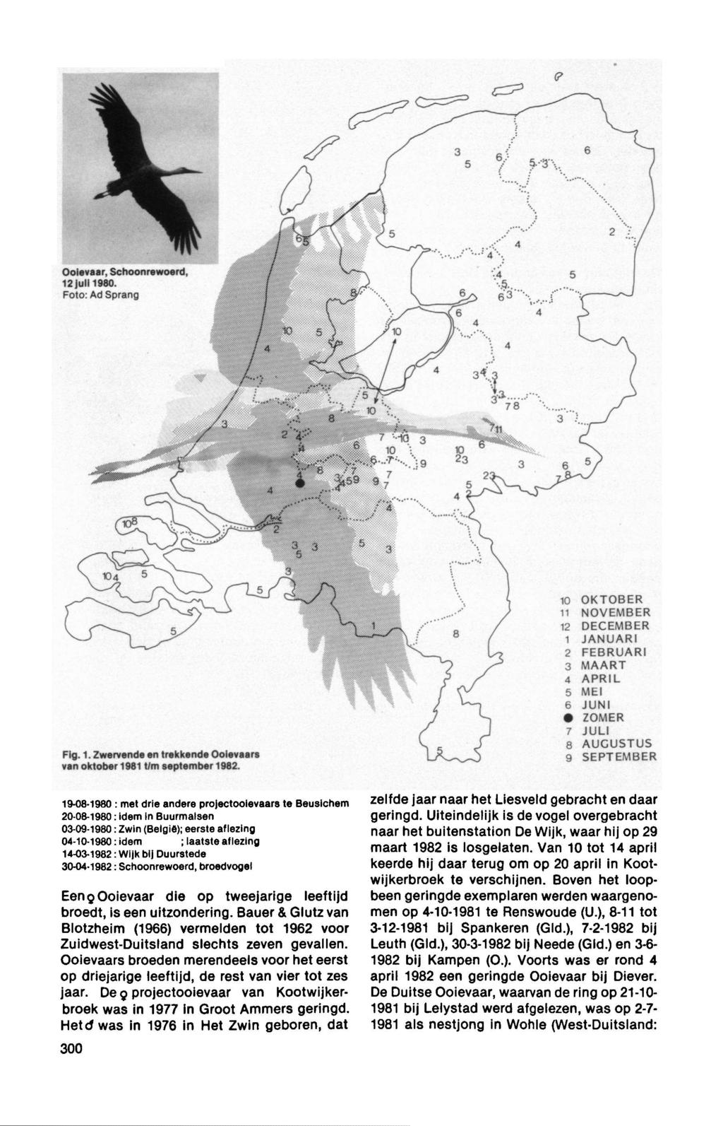 , Schoonrewoerd, 12 juli 180. Foto: Ad Sprang Fig. 1. Zwerv trekk oktober 181 t/m september 182.