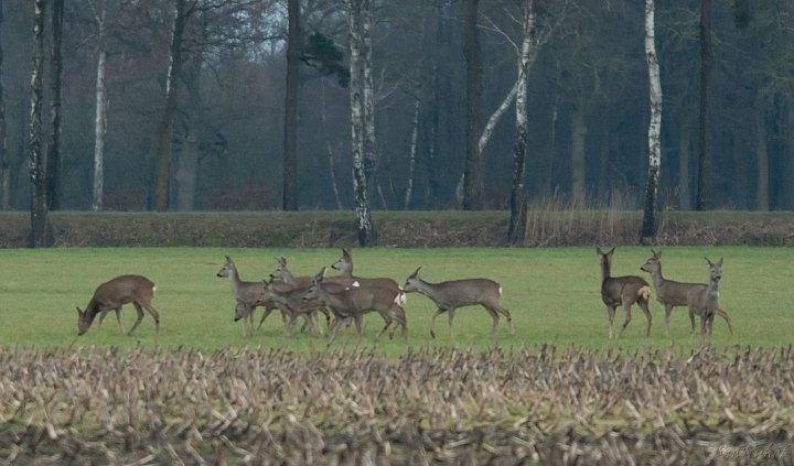 Onveranderd: populatiebeheer voor zomerganzen, reeën, herten