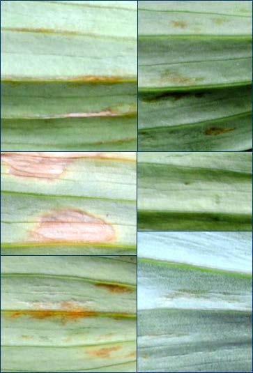 Plantago asiatica mozaïek virus (PlAMV) Vaak symptoomloos Ik zie het niet, dus het probleem is er niet Symptoomontwikkeling