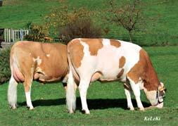038kg 3,89% 3,48% 2e lact. 305 10.387kg 4,20% 3,58% Op deze keuring waren Fleckvieh-koeien uit verschillende Europese landen aanwezig.