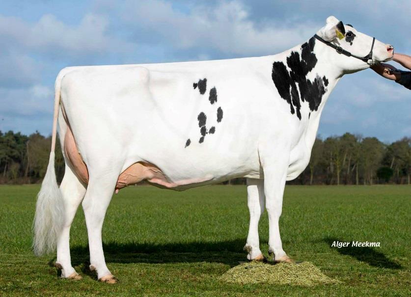 Zandenburg Snowman Ebony VG-89 2 e lactatie: 305 dgn 12.