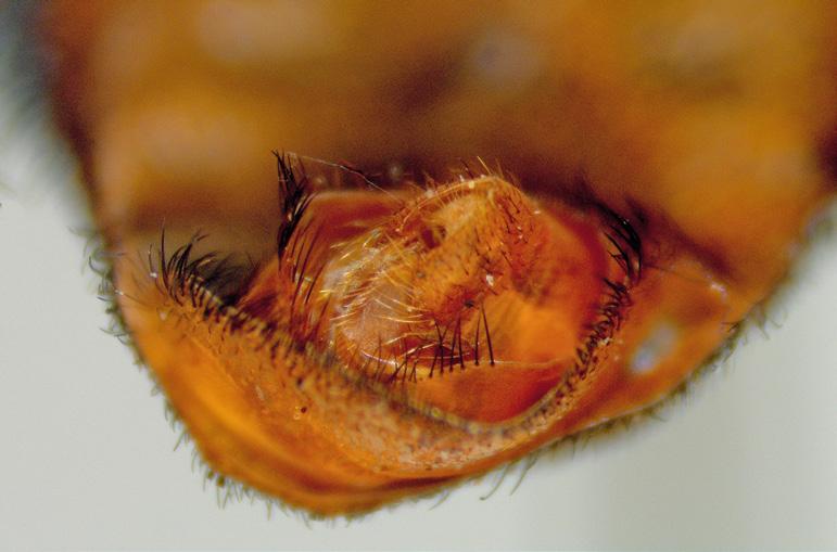 10 11 Figuur 10. Derde antennelid van Exoprosopa jacchus. Figure 10. First flagellomere of Exoprosopa jacchus. Figuur 11. Derde antennelid van Exoprosopa cleomene. Figure 11.