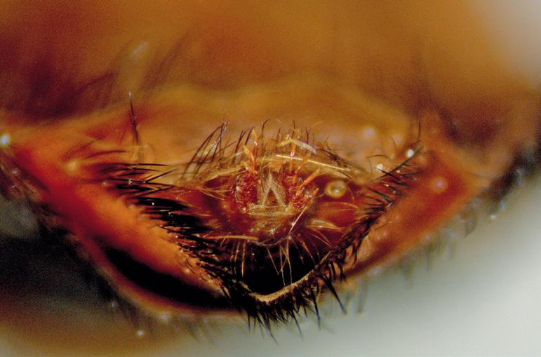 Ventral side of the tip of the abdomen of a male Exoprosopa, the genitalia are clearly orientated in a transverse rather than a longitudinal direction. exoprosopa cleomene versus e.