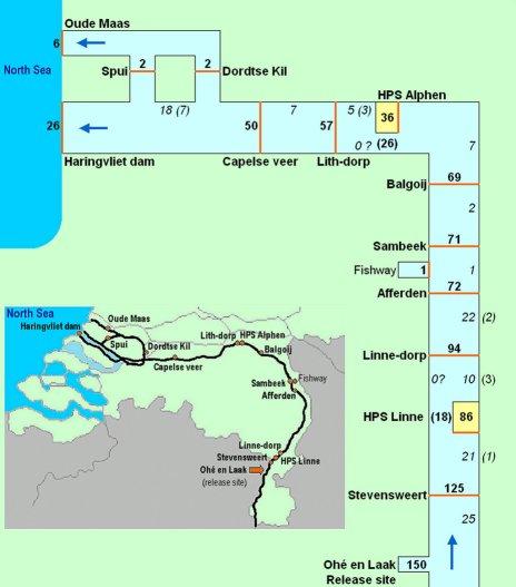 Overzicht gemerkte schieralen uitgezet in 2004 24 10 18 (0) (2) (8) 18 6 48 5 53 25 59-17- 5 (2) 83 2 (1) 6 85 86 1 95 9 10 (3) -14-91 14 (1) 119 31 (4) 150 Per station (oranje lijnen) is aangegeven