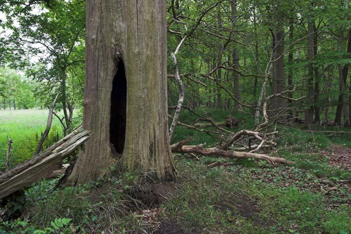 Planologische bescherming In natuurontwikkelingsgebieden gaat het er om dat ruimtelijke ingrepen achterwege blijven die natuurontwikkeling in de nabije of verre toekomst kunnen verhinderen.