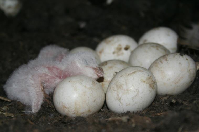 Dat was dus gemiddeld bijna vier maanden vroeger dan normaal en daarmee ging dit broedsel als een van de vroegste in Nederland in de boeken Uitzonderlijk broedseizoen Het jaar was een uitzonderlijk