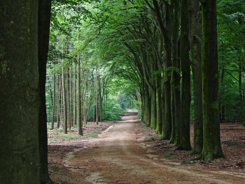 Een bekend beeld op de Veluwe. Hier in t Sysselt in Ede. De beuken keurig in lijn langs het pad en de naaldbomen netjes op een perceeltje er naast.