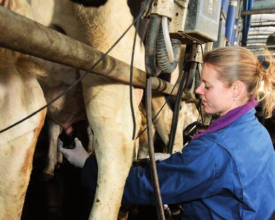 Meestal kan een beugel opzetten op het heupgewricht van de koe al helpen om een lastige koe beter te benaderen. Ook bij lastige koeien is het belangrijk om de rust te behouden.