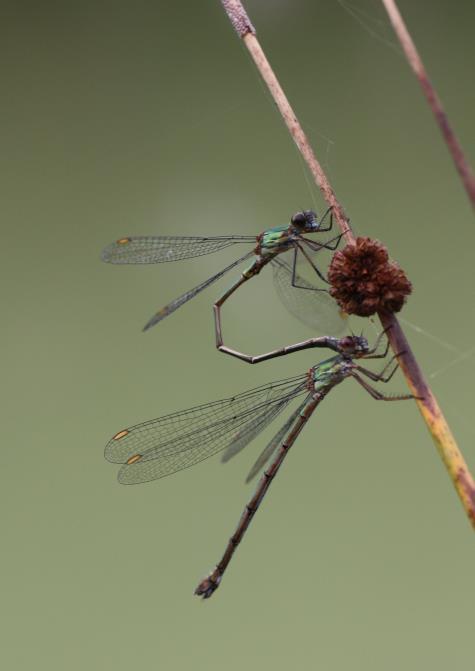 5.3 Rijk insectenleven Ook binnen de