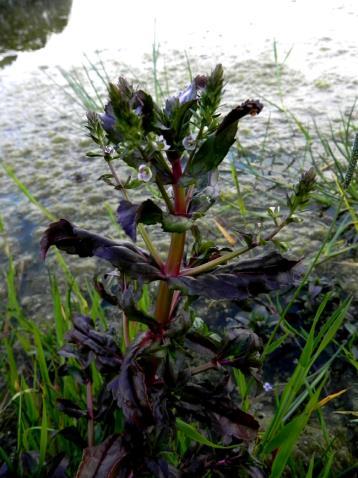 Ruim tweehonderd soorten planten werden in het gebied aangetroffen.