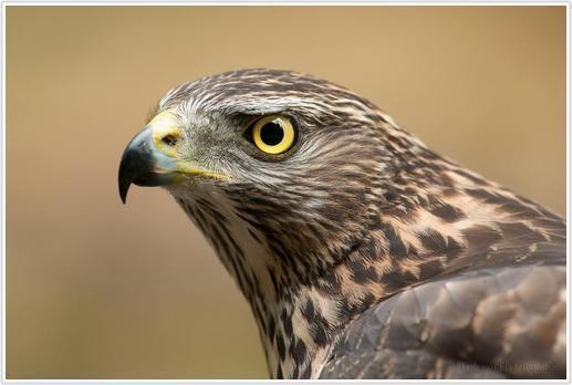 5.5.1 Havik (Accipiter gentilis) (door Nico Hoogteyling) Het landgoed mag zich verheugen in de aanwezigheid van een paartje Haviken.