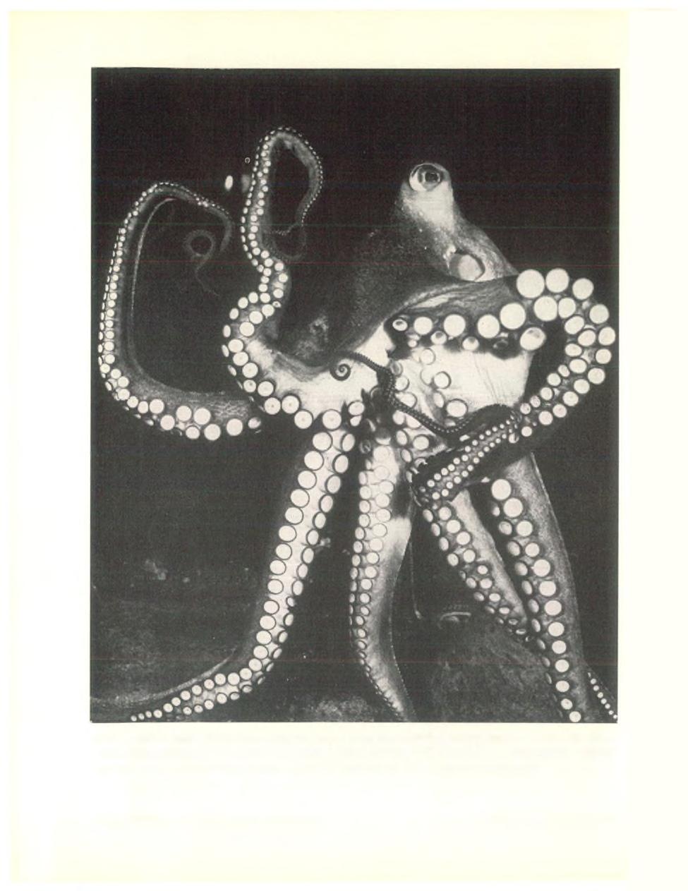 Afb. 3. Hier laat Octopus vulgaris Lam.
