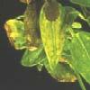 Adalia bipunctata larven biobest lieveheersbeestjes Bio-Pyretrex pyrethrinen 20 g/l + piperonylbutoxide 225 g/l Insecticide 9267/B Dursban 480 Insecticide emulgeerbaar concentr Dow Agroscience