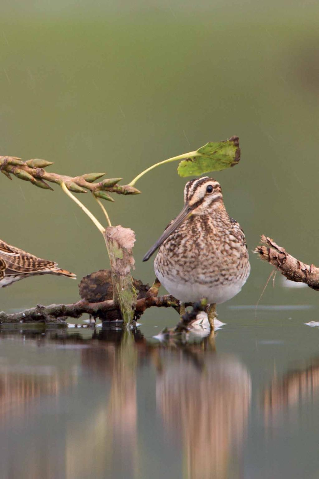 Andere moerasvogels en steltenlopers zoeken voedsel in modderige oevers zoeken of verschuilen zich in het moeras.