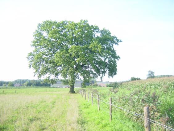 Deze bomen dienen na aanplant goed beschermd te worden tegen vraat.