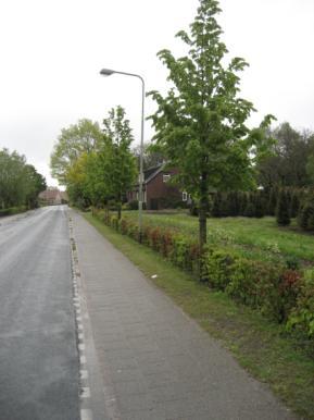 De twee toegangsbomen vormen het accent van de inrit en hier zullen 2 Aesculus hippocastanum worden geplant. Dit zijn paardenkastanjes met maat 12-14 en zijn de herkenning van de ingang woonhuis.