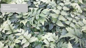 wintergroene varen met glanzend groen blad. Het ijzervaren wordt rond de 65 cm hoog.