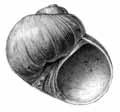 hoofdstuk 10 gastropoda: pluimdragers - valvatidae FAMILIE VALVATIDAE PLUIMDRAGERS De pluimdragers, onmiskenbaar als ze voortkruipen met hun opvallende veervormige kieuw, zijn goed te herkennen aan
