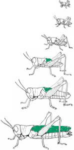 SPRINKHAAN-EXPERT Sprinkhanen kunnen goed springen. Ze hebben daarvoor erg gespierde achterpoten.(plaatje 3) Je kunt ze verdelen in 2 groepen: 1.veldsprinkhaan.