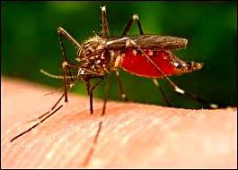 MUGGEN-EXPERT De meeste vliegende insecten hebben 2 paar vleugels, maar muggen hebben maar 1 paar. In plaats van het tweede paar hebben ze twee knotsjes.
