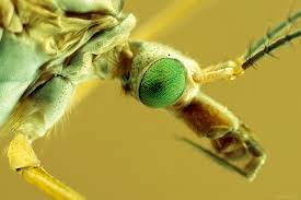 . (je kan het best missen, om je leeg te laten zuigen moet je door 5 miljoen muggen tegelijk gestoken worden!