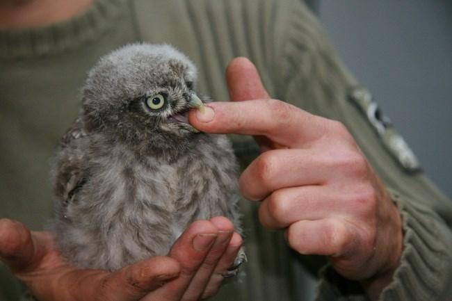 les Vogelsnavels data: december, januari, februari en maart groep: max.