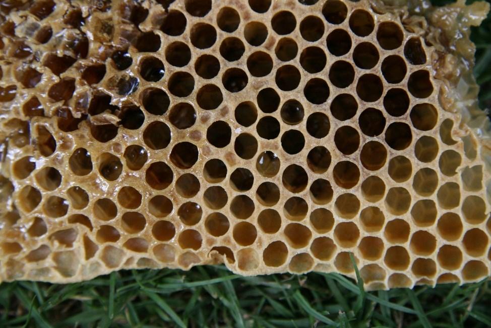 les Verbijsterende bijen data: volledig schooljaar groep: max.