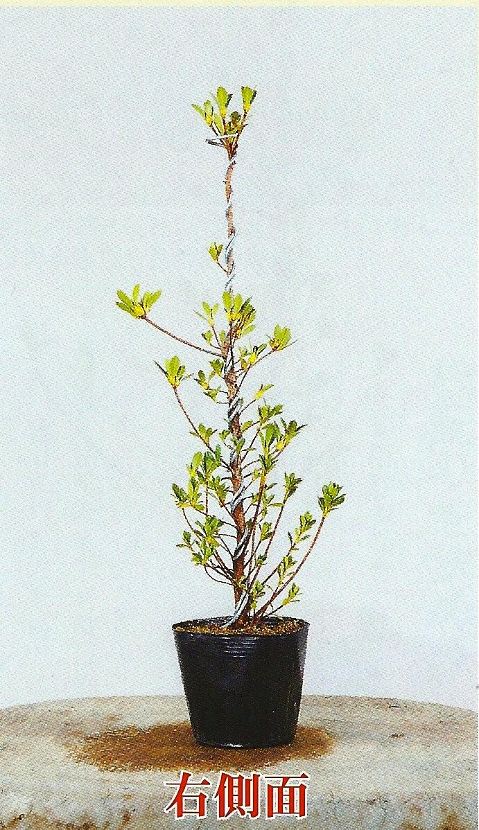 In deze les 7 wil hij u leren hoe van een sapling een bonsai te maken in chokkan (formeel recht opgaand) stijl en in shakan (hellende stam) stijl.