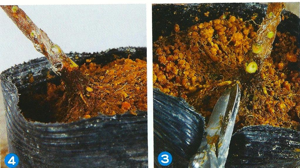 Foto 3: Voor je de voorkant bepaalt rangschik eerst de wortels en vind de sterke wortel. Foto 4: Nadat de sterke wortel gevonden is, de voorkant bekijken en de hellinghoek bepalen.