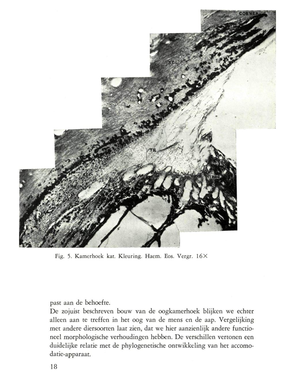 Fig. 5. Kamerhoek kat. Kleuring. Haem. Eos. Vergr. 16X past aan de behoefte. De zojuist beschreven bouw van de oogkamerhoek blijken we echter alleen aan te treffen in het oog van de mens en de aap.