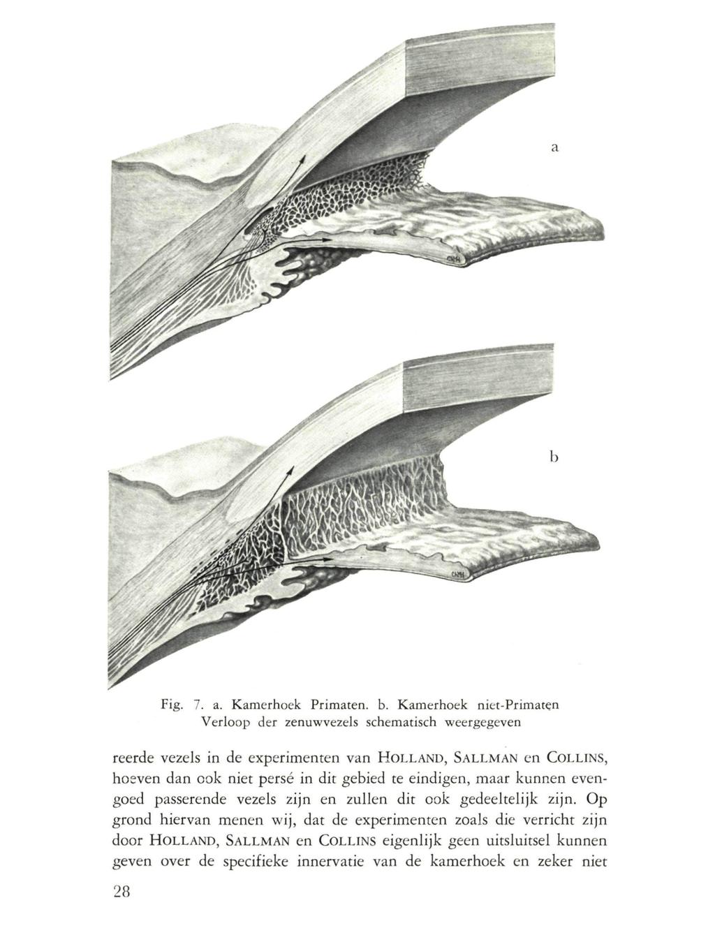 Fig. 7. a. Kamerhoek Primaten, b.