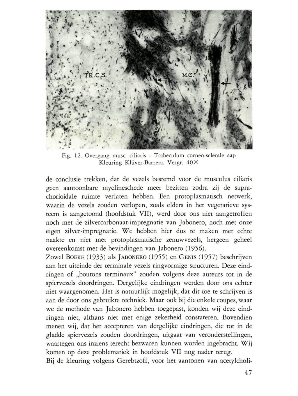 Fig. 12. Overgang musc, ciliaris - Trabeculum corneo-sclerale aap Kleuring Klüver-Barrera. Vergr.