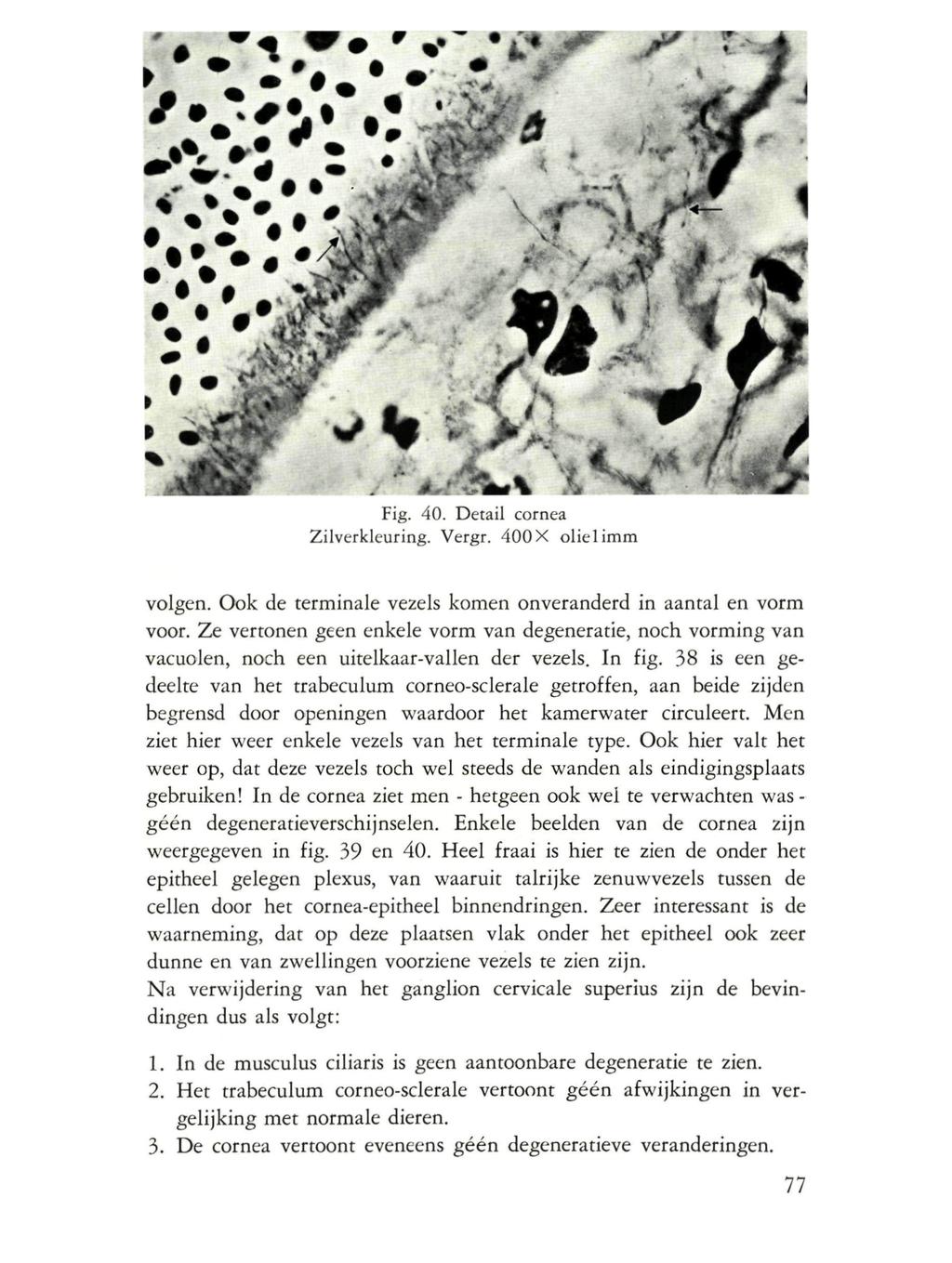 Fig. 40. Detail cornea Zilverkleuring. Vergr. 400X olielimm volgen. Ook de terminale vezels komen onveranderd in aantal en vorm voor.