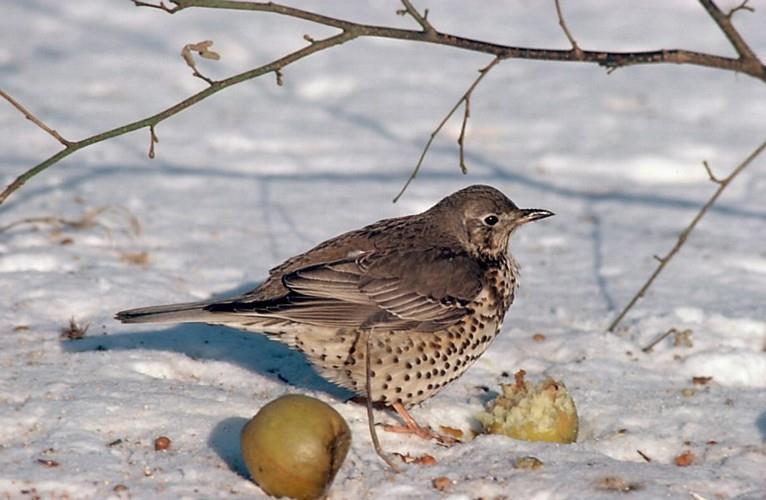 Broeders op hoogte Ekster