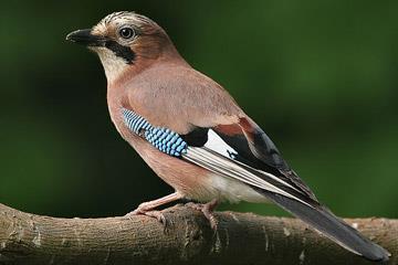 Kramsvogel Putter Torenvalk